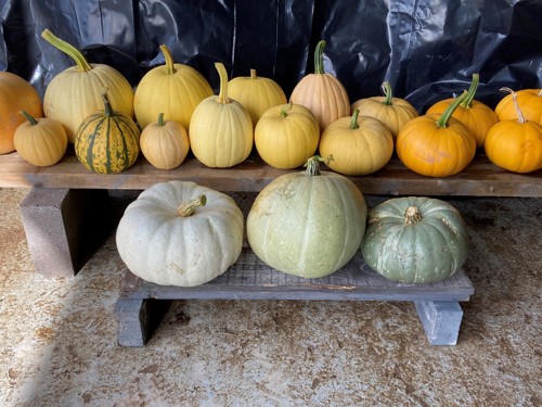 Different size and shape pumpkins displayed on a bench. They vary in shape and size and range from yellow and orange to green.